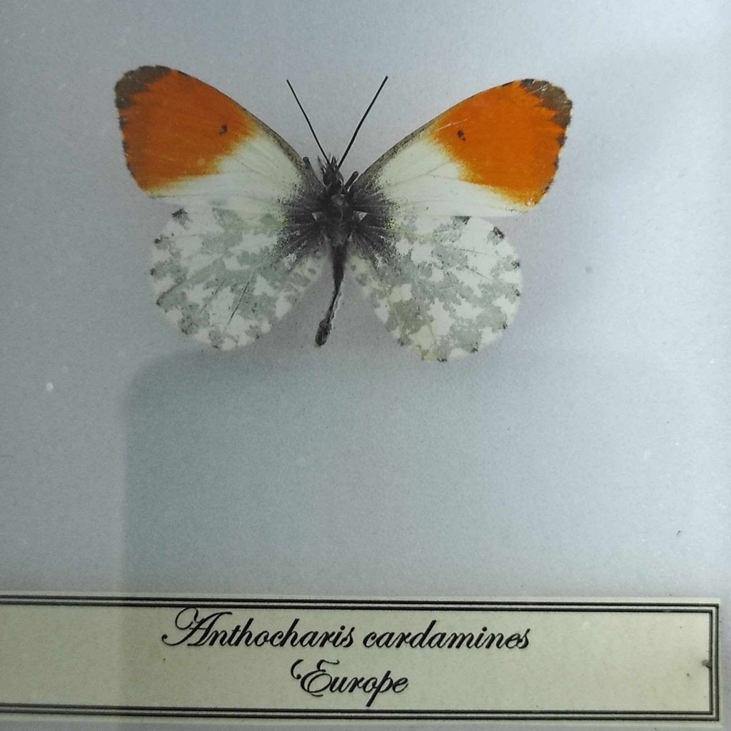 vlinder, Ophalen of Verzenden, Zo goed als nieuw, Insect, Opgezet dier