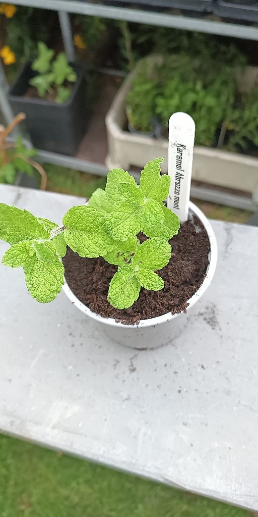 munt Karamel Abruzzo, Tuin en Terras, Ophalen, Lente, Vaste plant, Kruiden