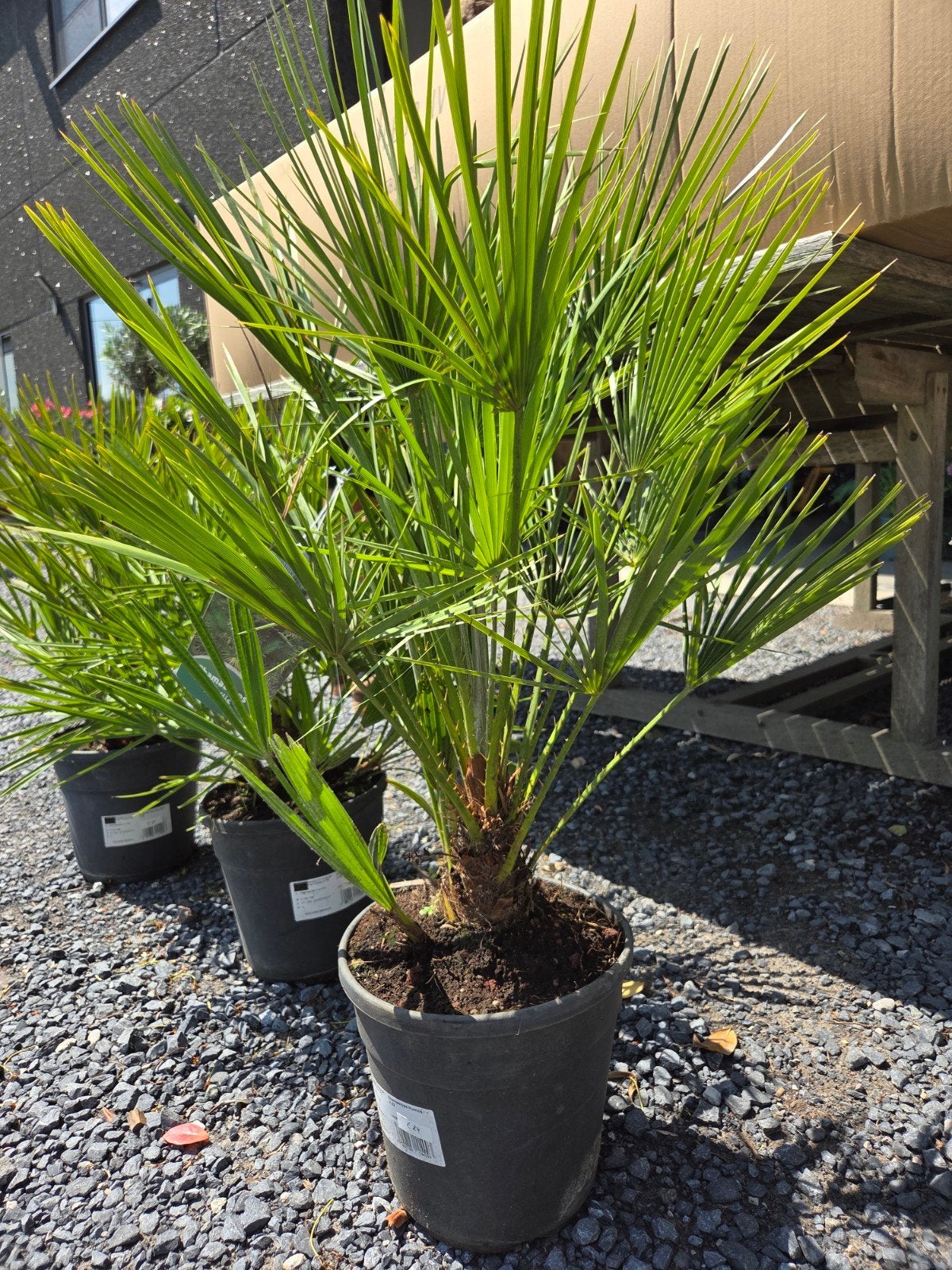 Europese dwergpalm Chamaerops Humilis, Tuin en Terras, Ophalen