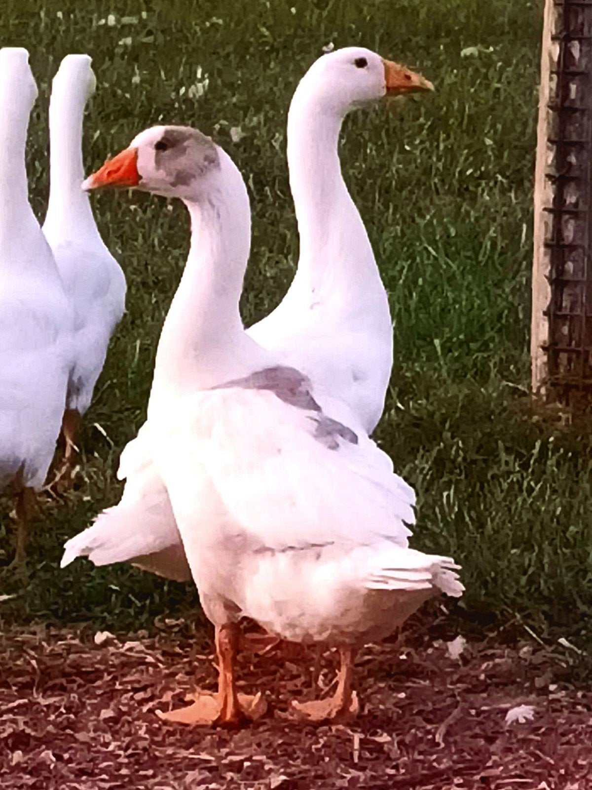 Jong koppel ganzen., Dieren en Toebehoren, Pluimvee, Meerdere dieren, Gans of Zwaan
