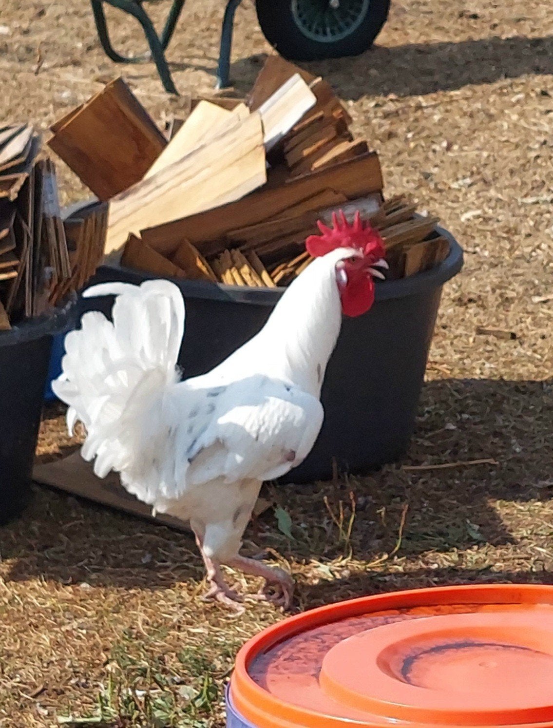 haan, Dieren en Toebehoren, Pluimvee
