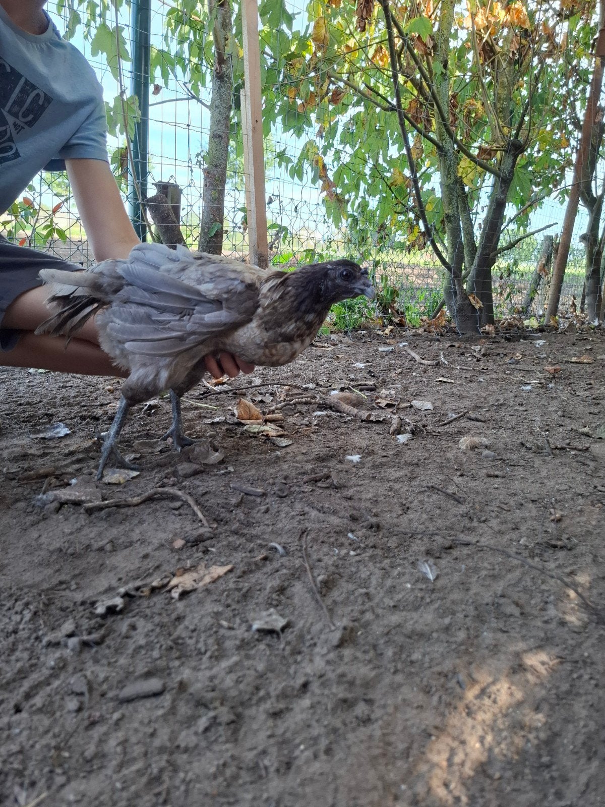 grijze kip, Dieren en Toebehoren, Kip