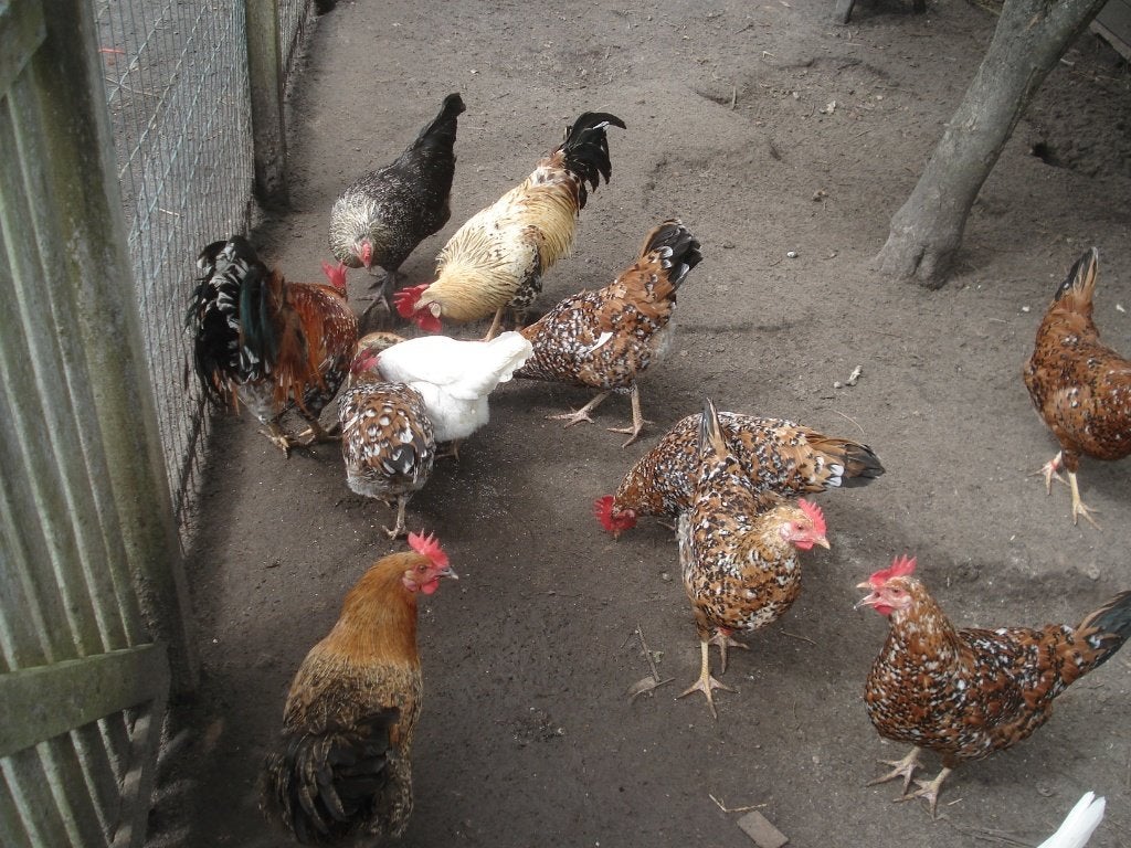 broedeieren leghorn (duizenkleur, porselein), Dieren en Toebehoren, Geslacht onbekend, Kip