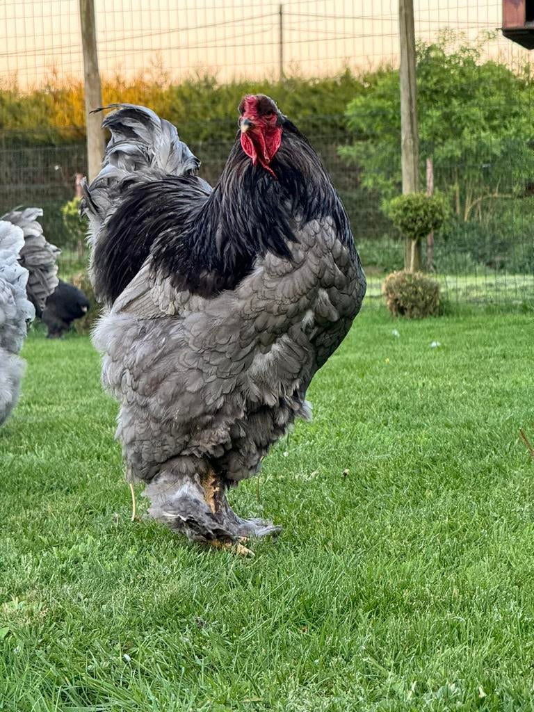 Brahma haan, Kip