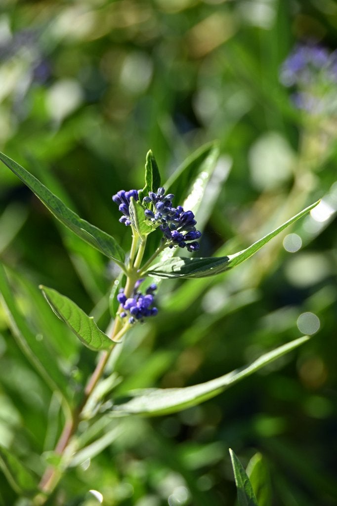 Caryopteris (Blauwbaard) P9, Tuin en Terras, Ophalen, Vaste plant