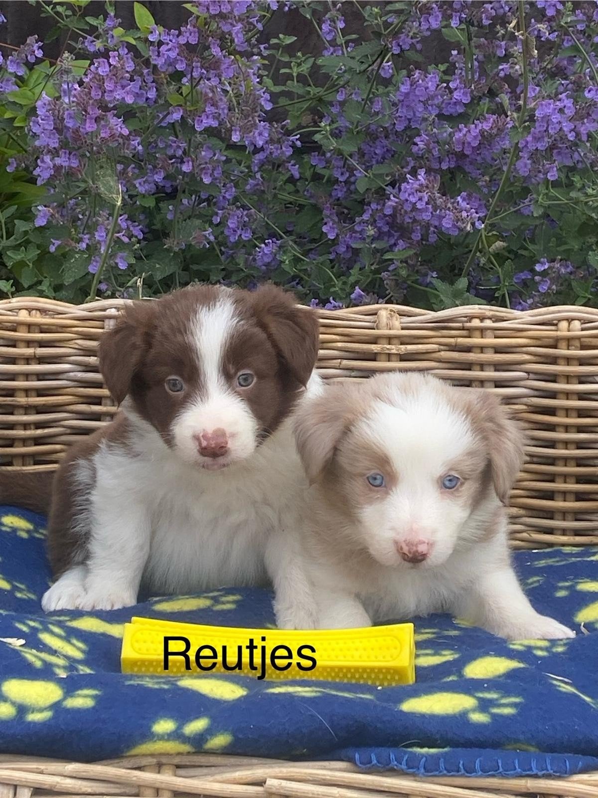Border collie pups, Dieren en Toebehoren, Honden | Herdershonden en Veedrijvers, Meerdere dieren, Collie, Fokker | Professioneel