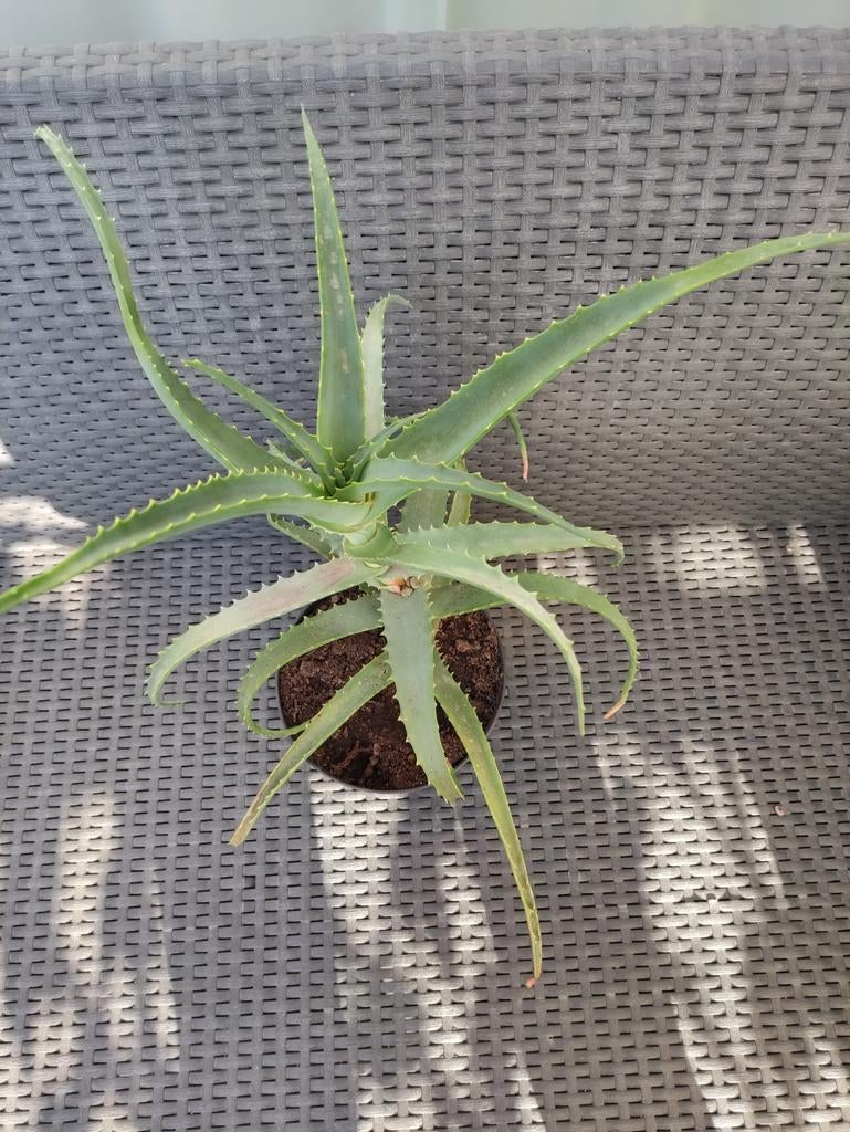 Aloe Vera, Tuin en Terras, Planten | Tuinplanten, Ophalen
