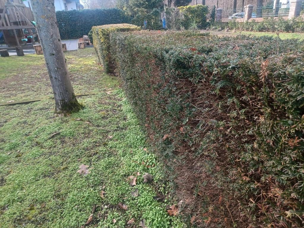 Taxus haag gratis, Tuin en Terras, Ophalen, Taxus, Haag