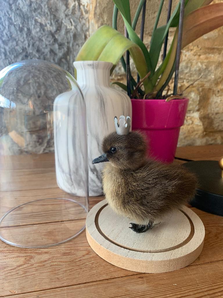 Taxidermie opgezet eendenkuikentje kroon onder stolp, Ophalen of Verzenden, Nieuw, Boerderijdier, Opgezet dier