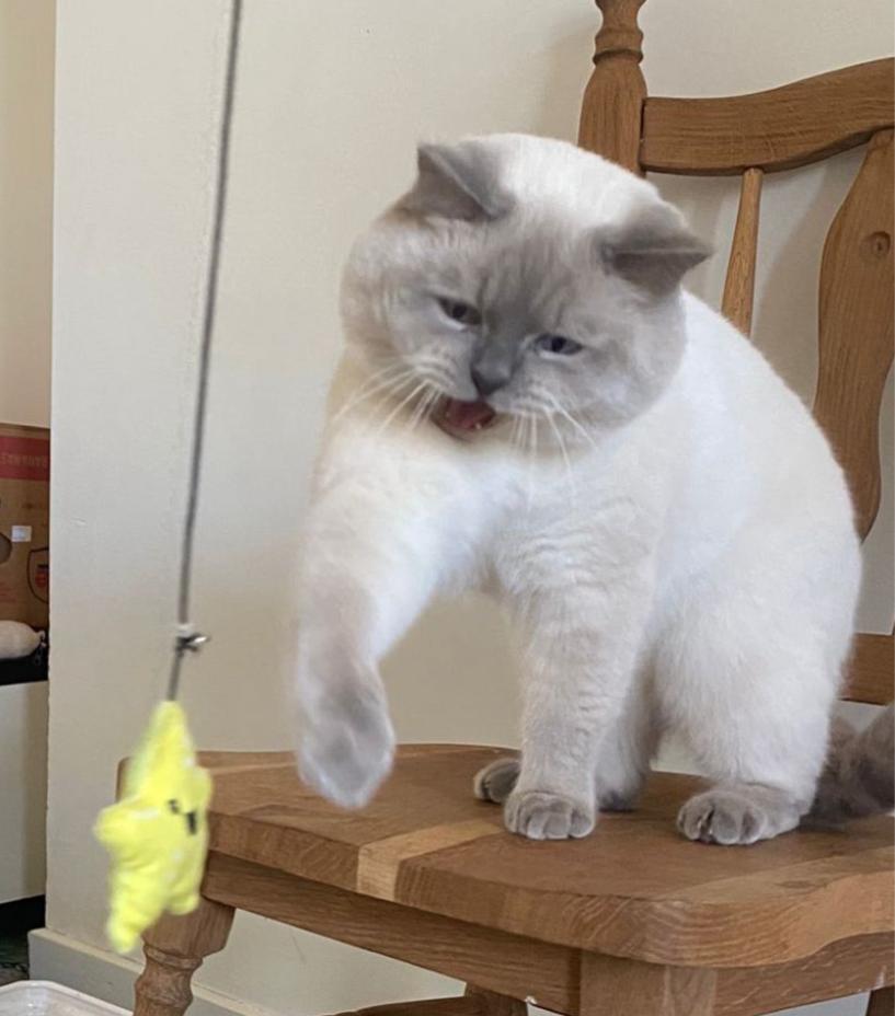 Brits korthaar dekkater met stamboom en DNA profiel, Dieren en Toebehoren, 0 tot 2 jaar