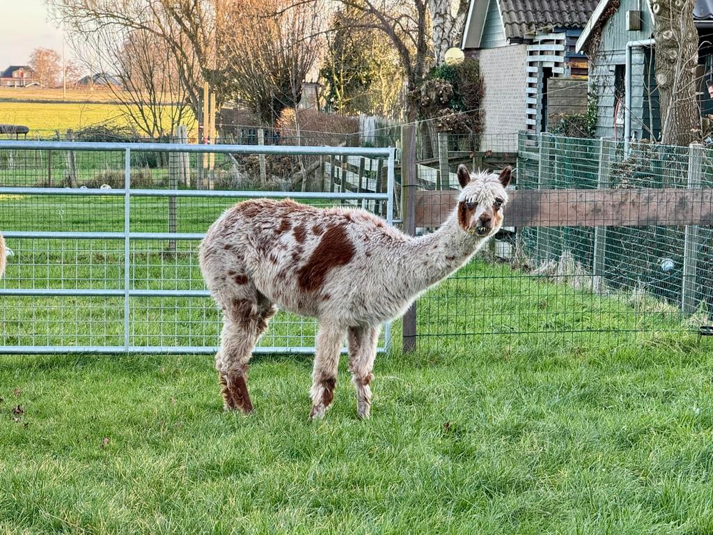 Appaloosa alpaca merrie 2016, Dieren en Toebehoren, Mei, Vrouwelijk