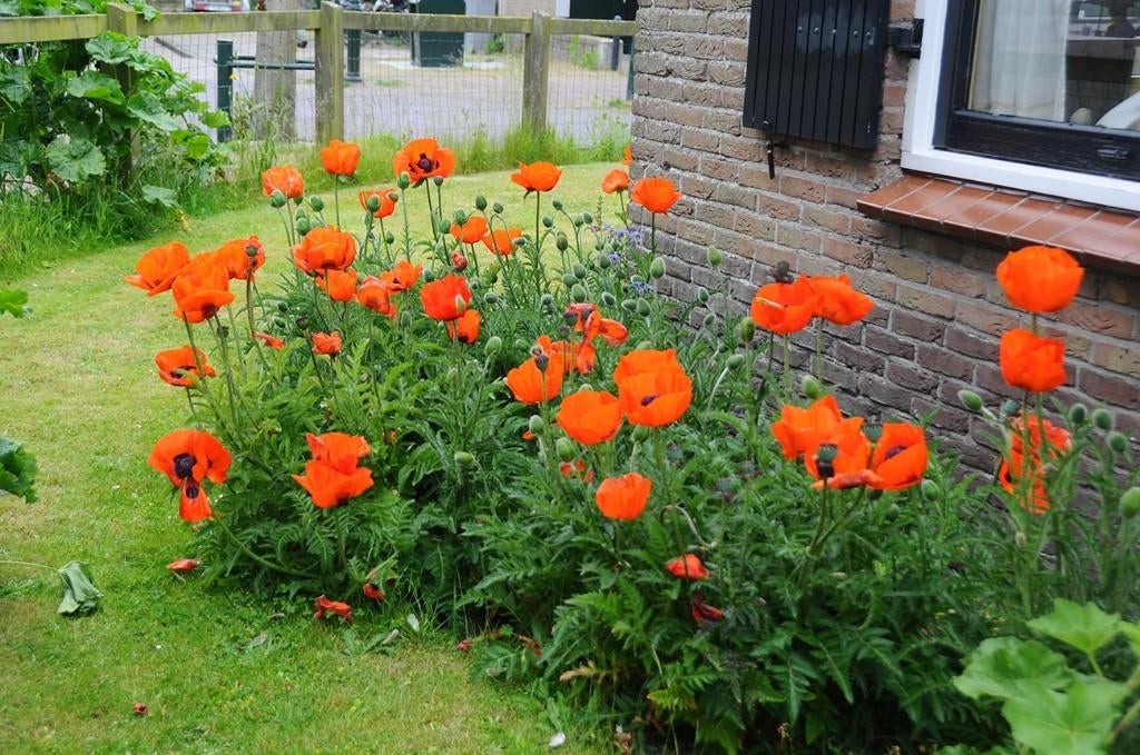 Graines de Papaver orientalis rouge orangé, récolte 2025, Enlèvement ou Envoi, Toute l'année, Graine