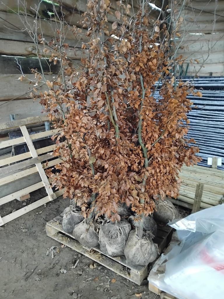 Fagus struiken met kluit, Tuin en Terras, Planten | Struiken en Hagen, Ophalen, Haagbeuk, Haag, 100 tot 250 cm