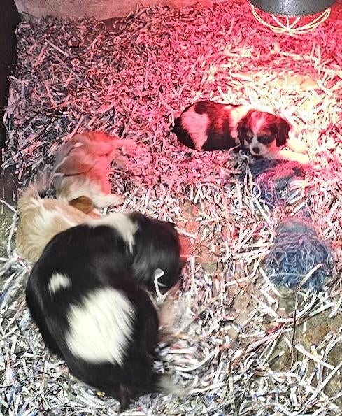 cavalier king charles spaniel pups 13-11-25, Dieren en Toebehoren, Parvo, België, Overige rassen, 8 tot 15 weken