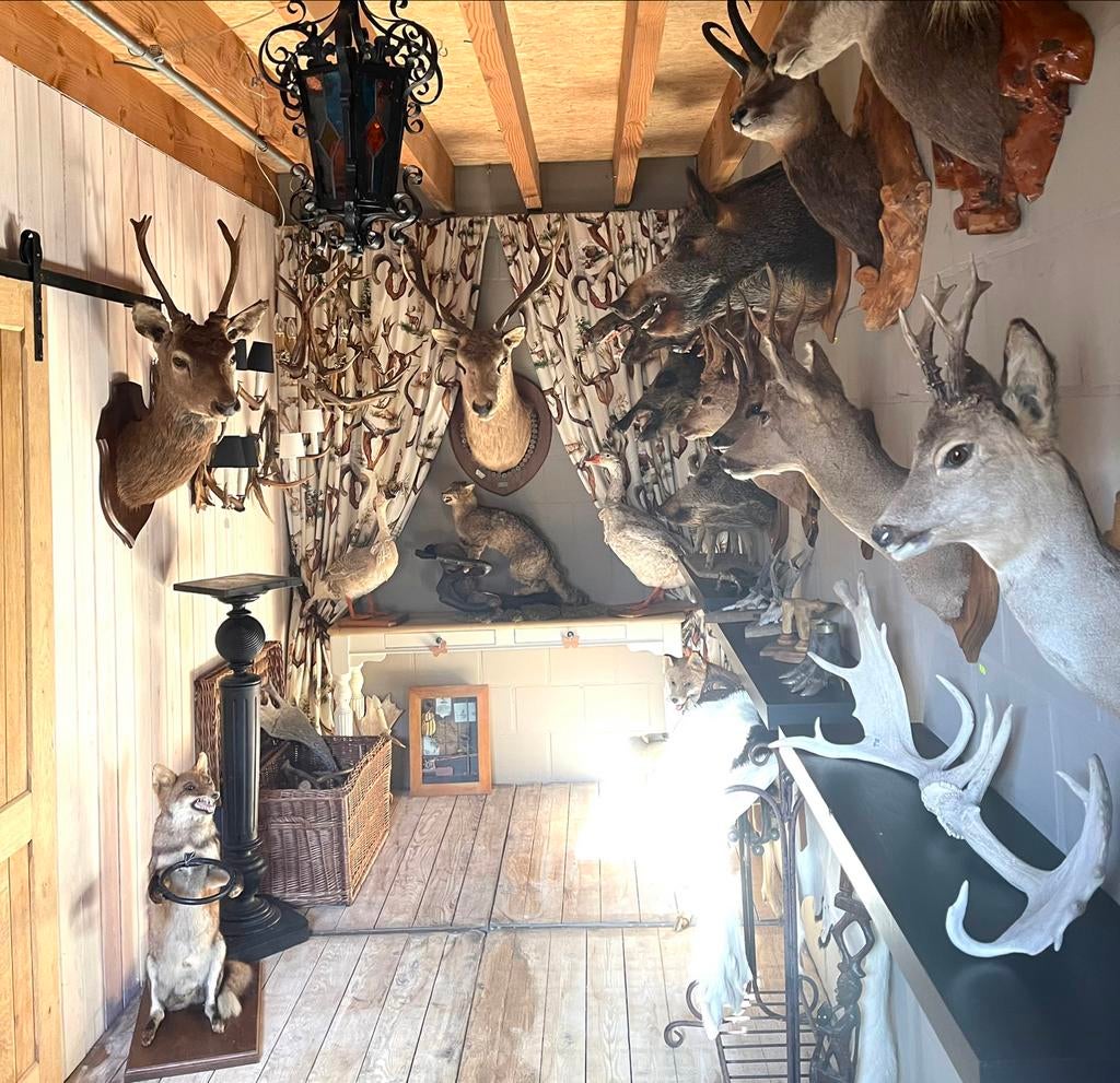 TAXIDERMY - Belles Têtes Farcies !!!, Enlèvement ou Envoi, Utilisé, Animal sauvage, Bois ou Tête