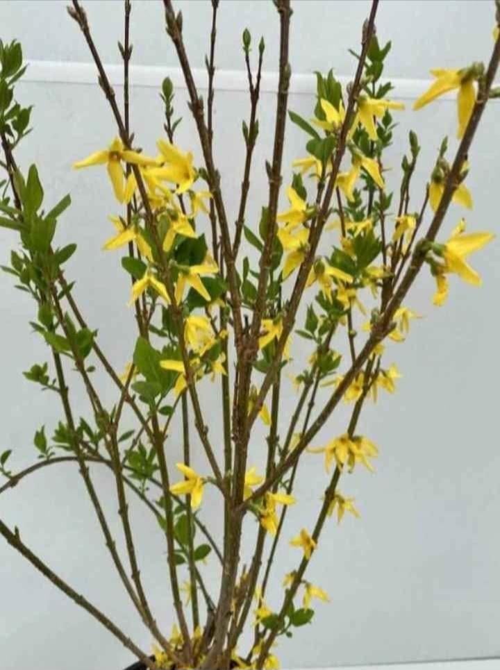 Forsythia, Tuin en Terras, Ophalen