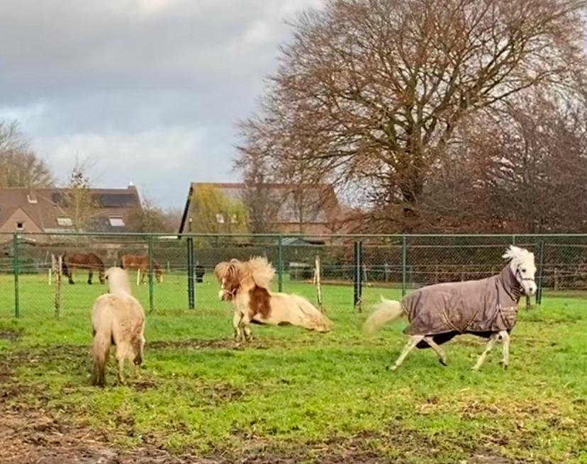 Paardenmest, Ophalen, Mest