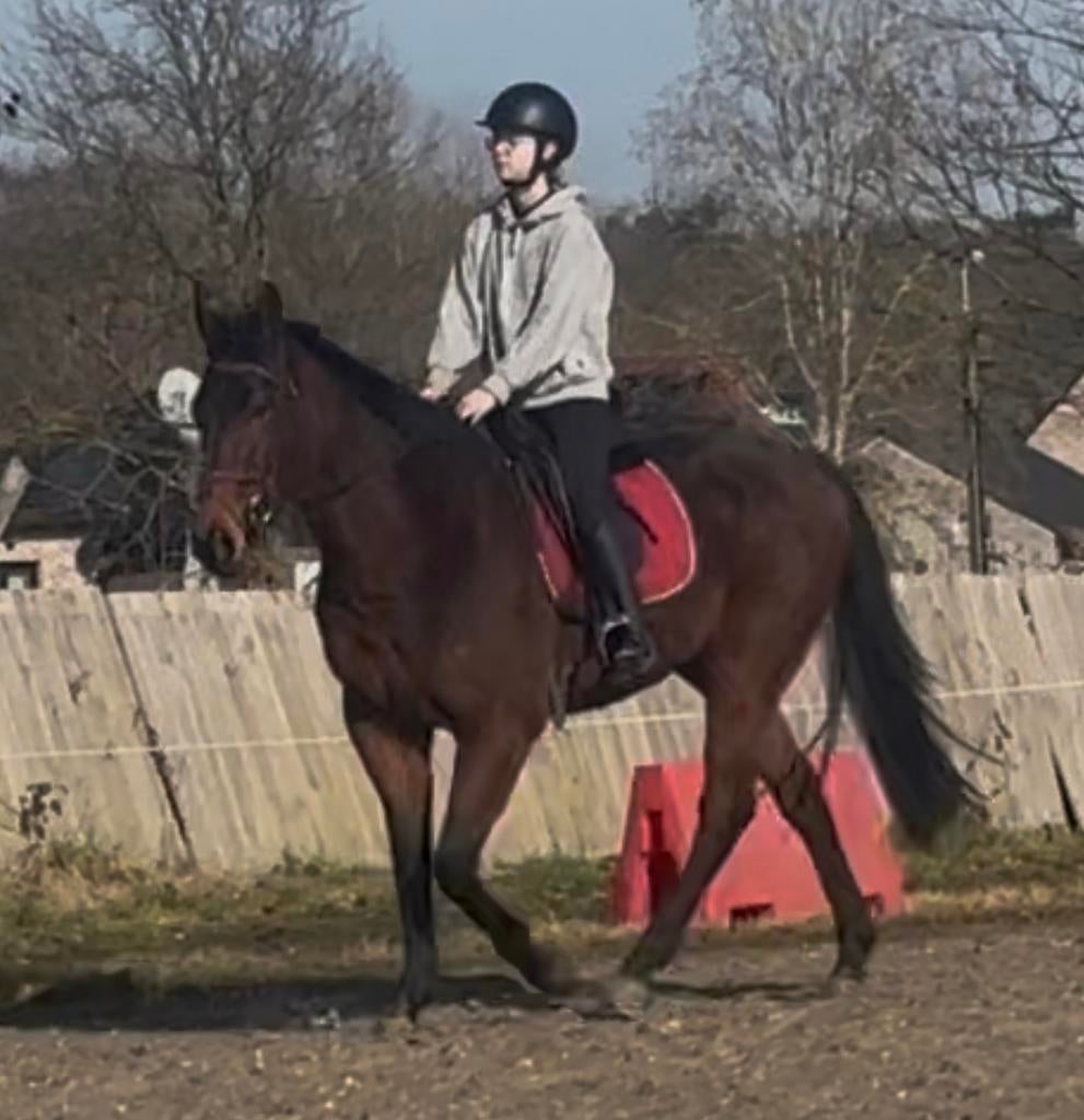 Nikki Knappe ruin van 167 en 4 jaar, Dieren en Toebehoren, Paarden, Ruin, M