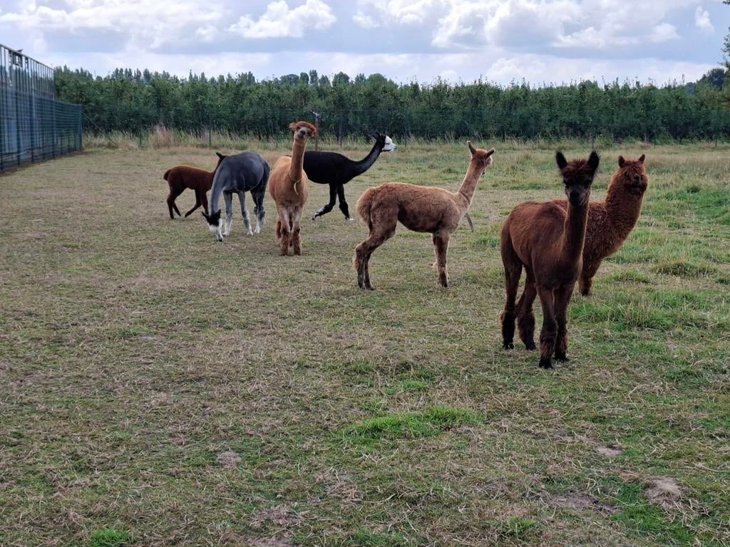 Alpaca alpaca's, verschillende kleuren, ruime keuze, Februari, Meerdere dieren