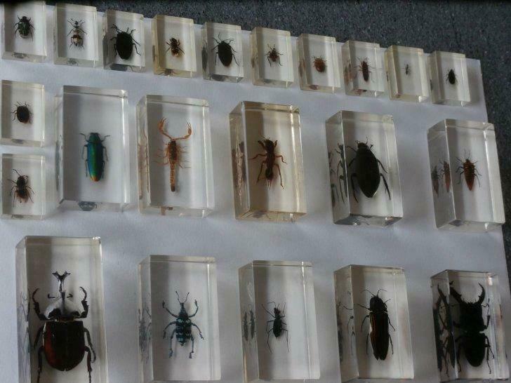 Insekten in epoxyhars(22st), Verzamelen, Ophalen of Verzenden, Gebruikt