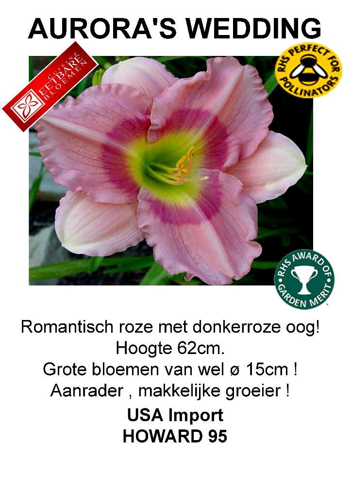 HÉMÉROCALLES HÉMÉROCALLES, Plein soleil, Été, Plante fixe, Enlèvement ou Envoi