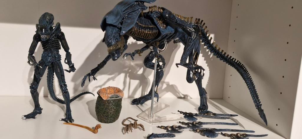 Reine et guerrière des extraterrestres Neca, Enlèvement ou Envoi