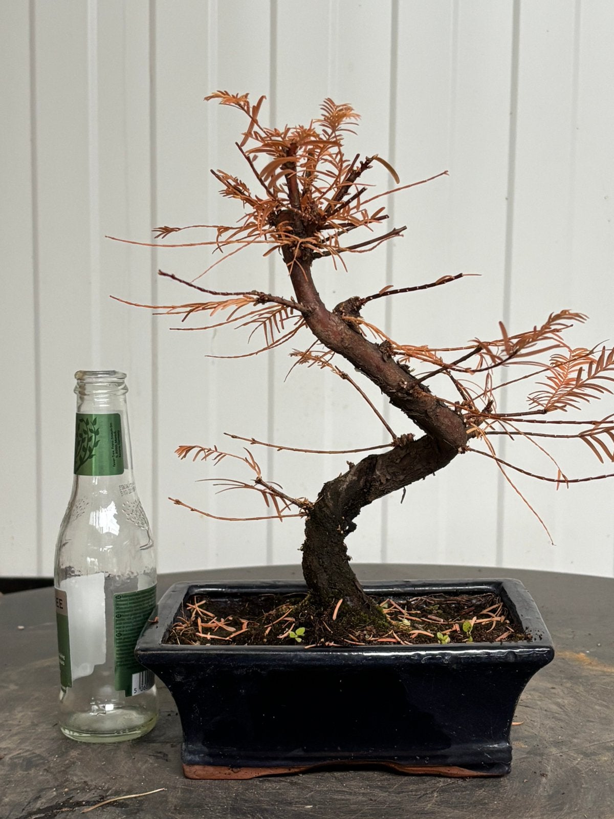 Bonsai Metasequoia shohin 2, Jardin & Terrasse, Enlèvement