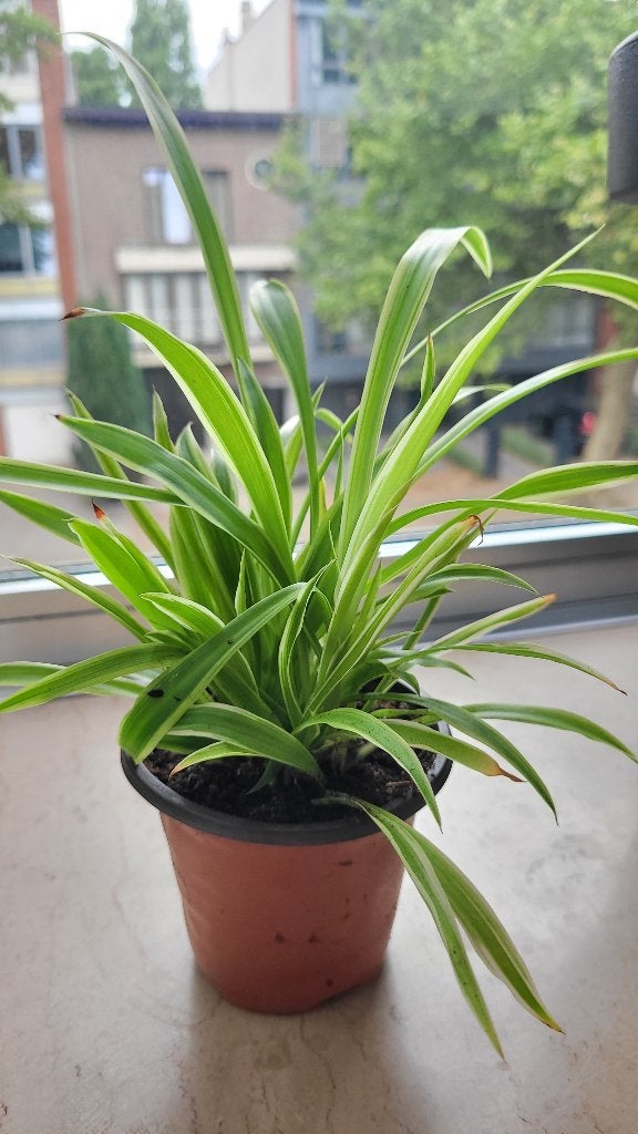 Kleine spinplanten (Spider Plant), Maison & Meubles, Plantes d'intérieur, Autres espèces, En pot, Moins de 100 cm, Enlèvement