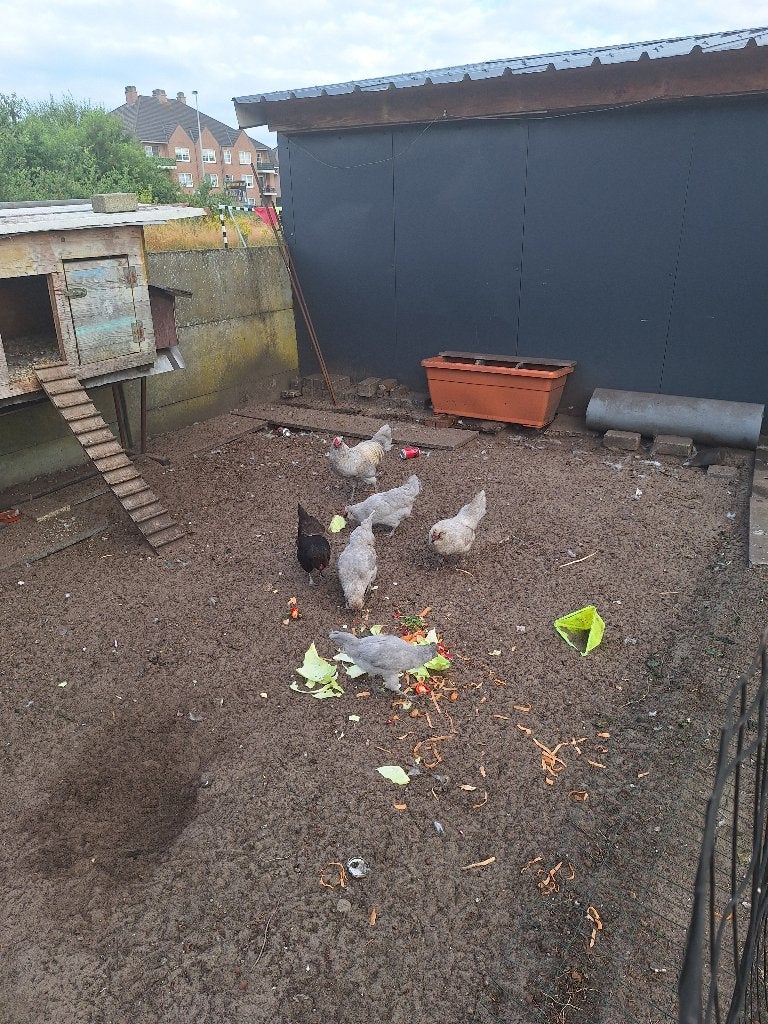 Kippen, Meerdere dieren, Kip
