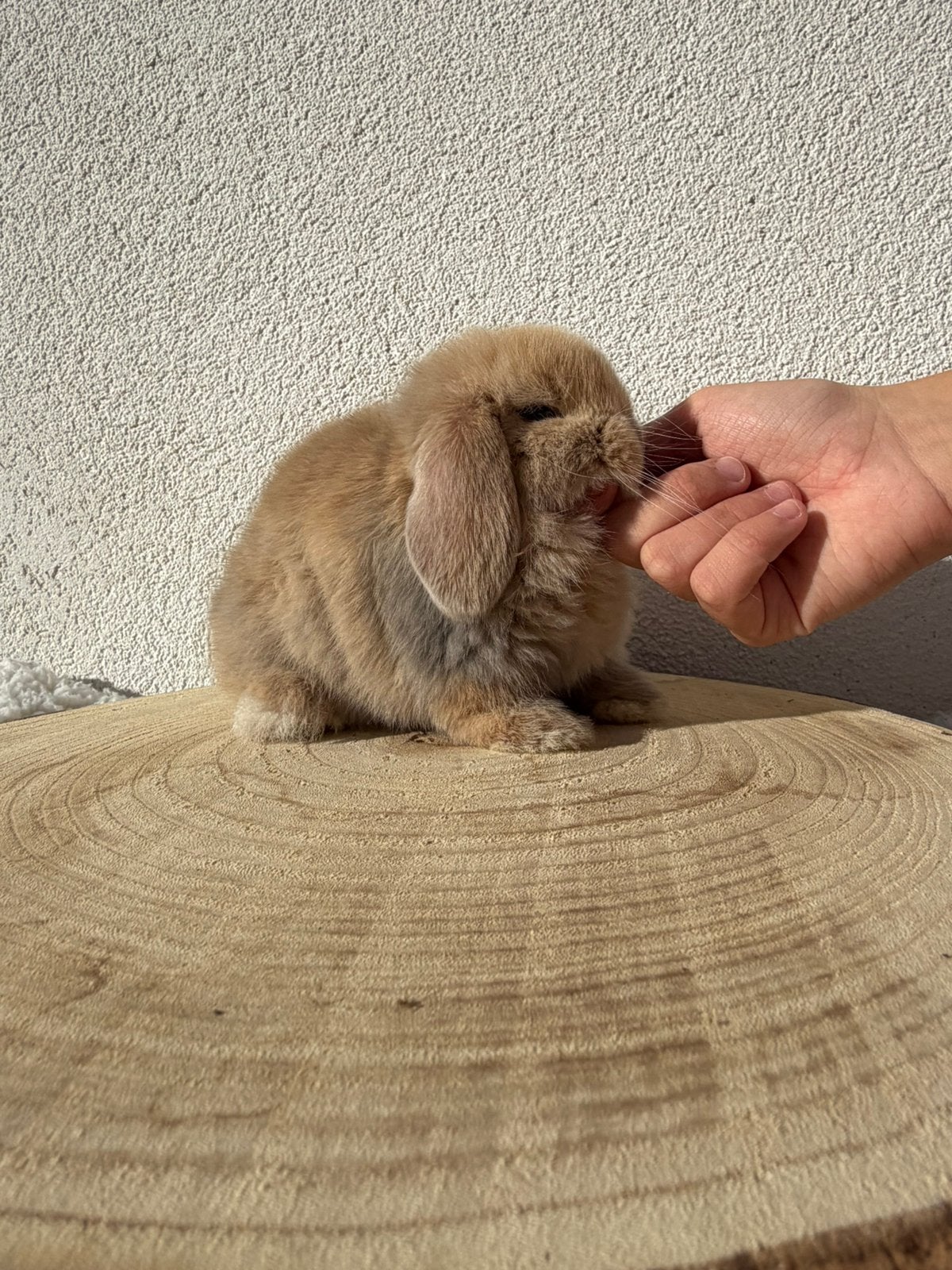 Knappe ram minilop, Dieren en Toebehoren, Mannelijk, Dwerg, Hangoor, 0 tot 2 jaar