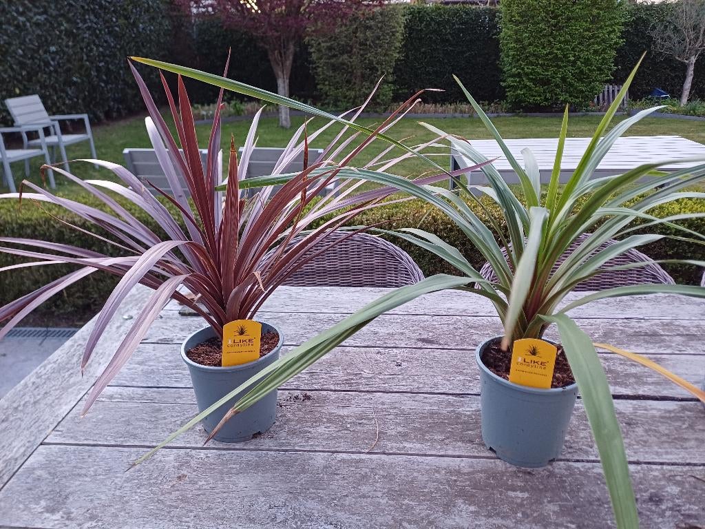 1 groene en 1 rode Cordyline, Tuin en Terras, Ophalen