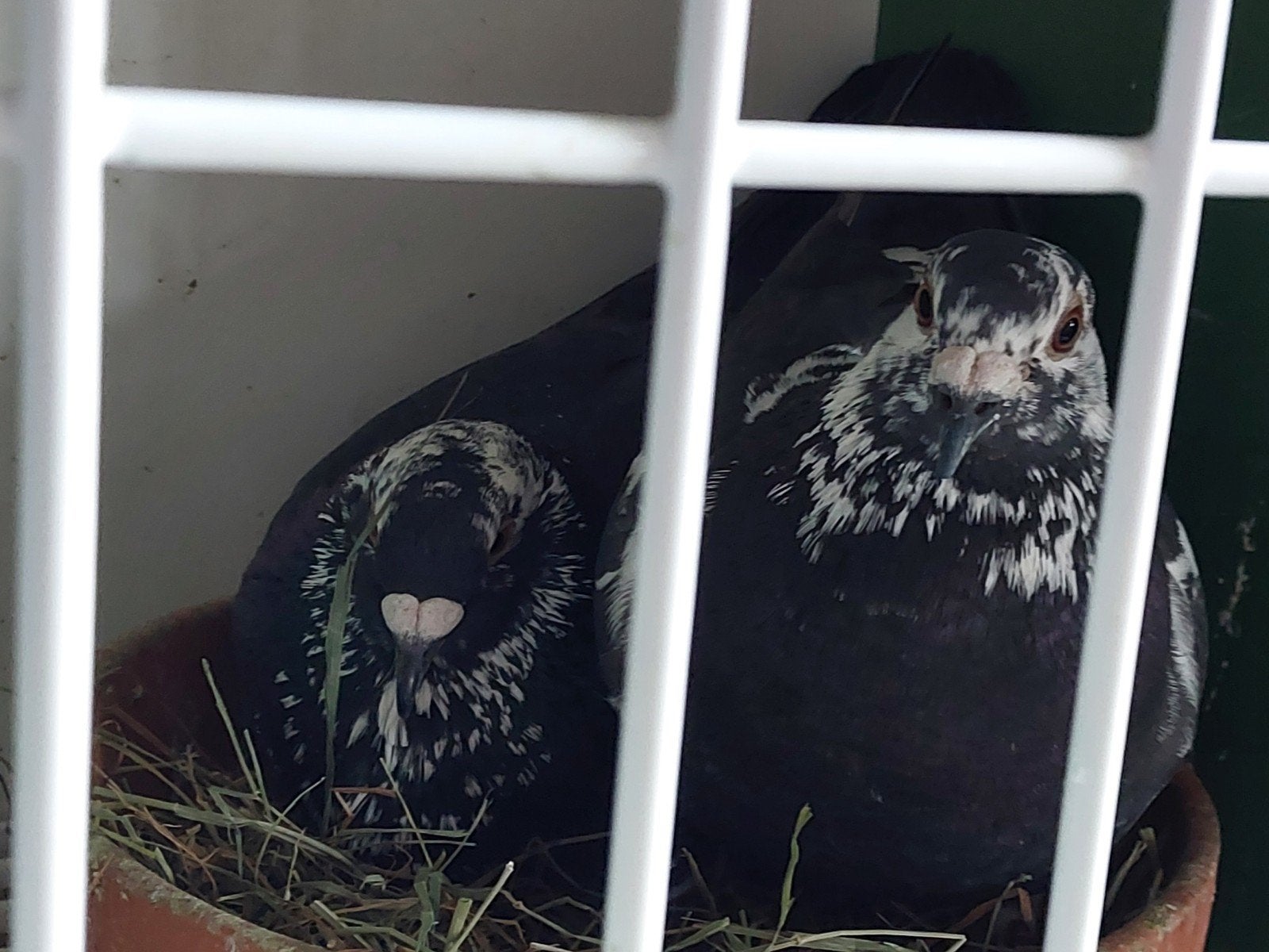 Koppel getijgerde postduiven., Plusieurs animaux, Pigeon voyageur