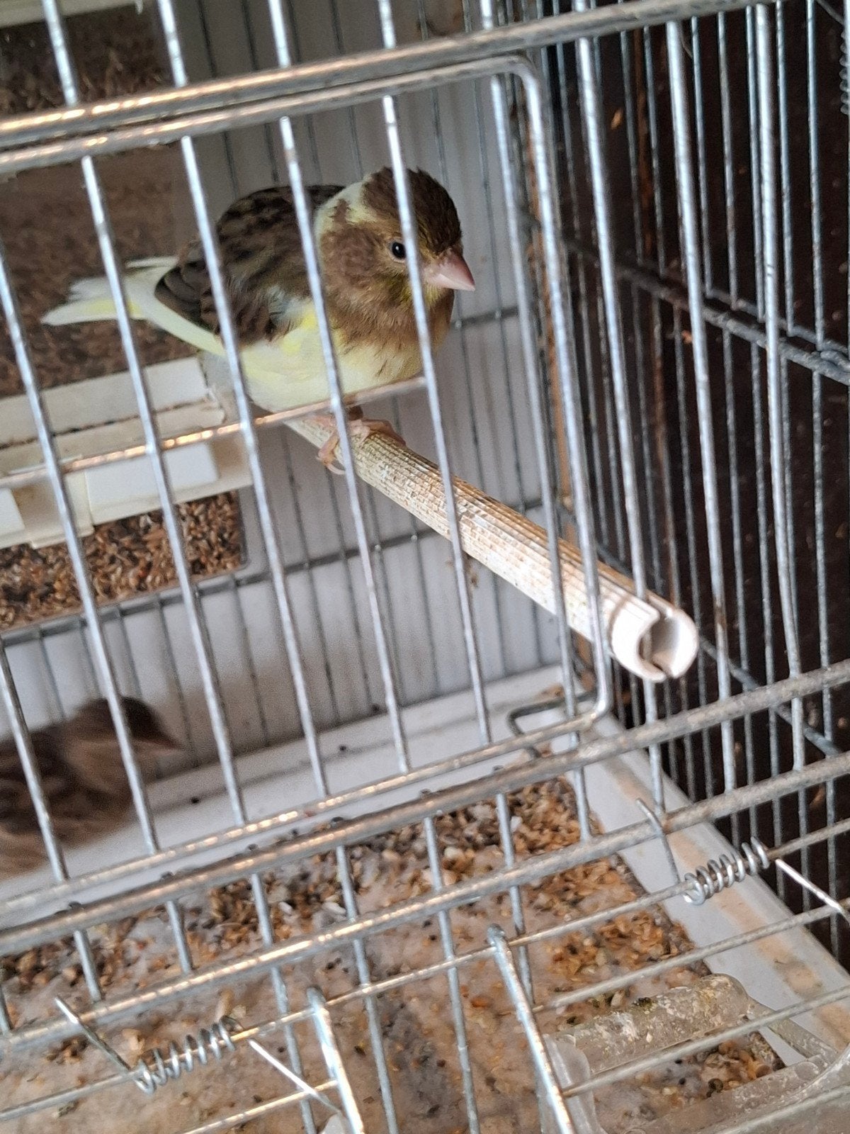 Koppel kanaries, Dieren en Toebehoren
