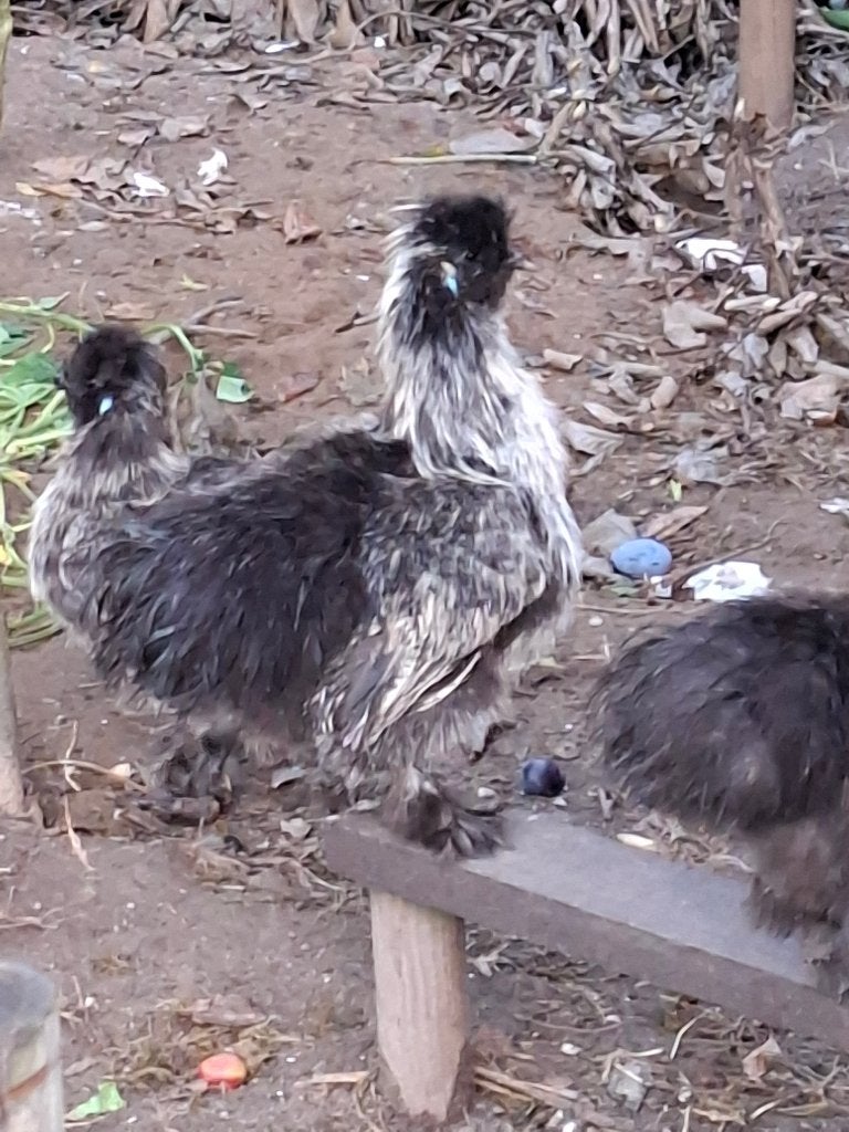 Zijdehoender haan, Mâle, Poule ou poulet
