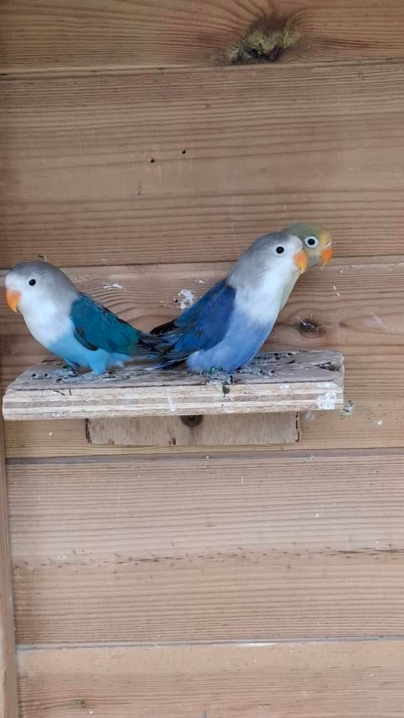 2 jonge agapornis fisherie, Meerdere dieren, Dwergpapegaai of Agapornis, Geringd