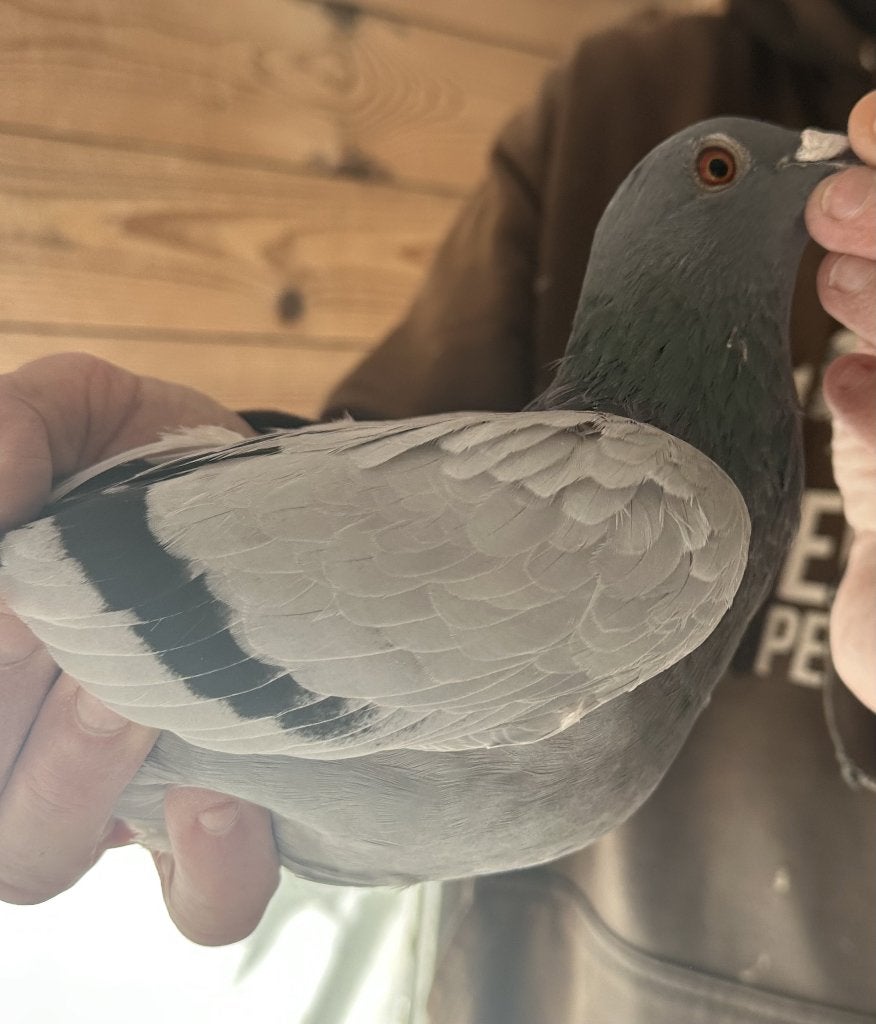 Bewezen kweekduiven, Mâle, Pigeon voyageur