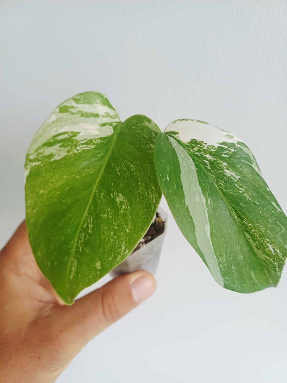 Monstera Deliciosa Albo variegata, Autres espèces, En pot, Enlèvement ou Envoi, Moins de 100 cm