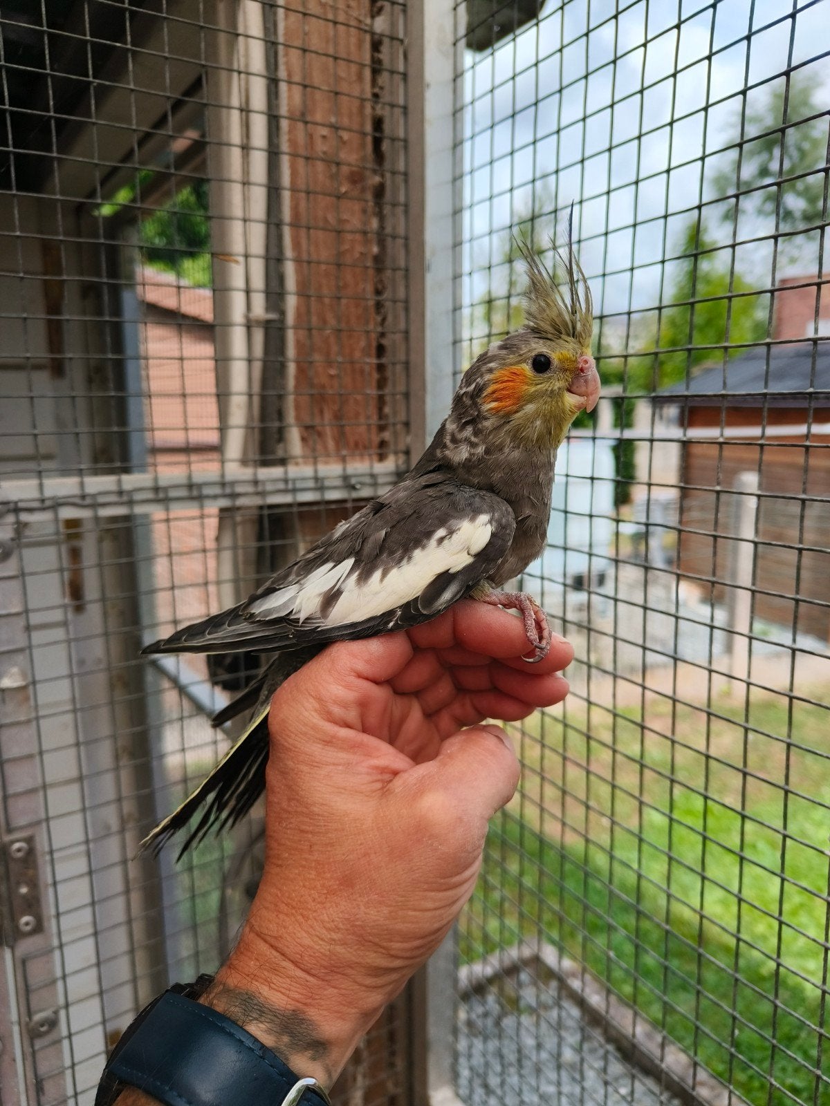 handtamme valkparkiet, Dieren en Toebehoren, Geringd