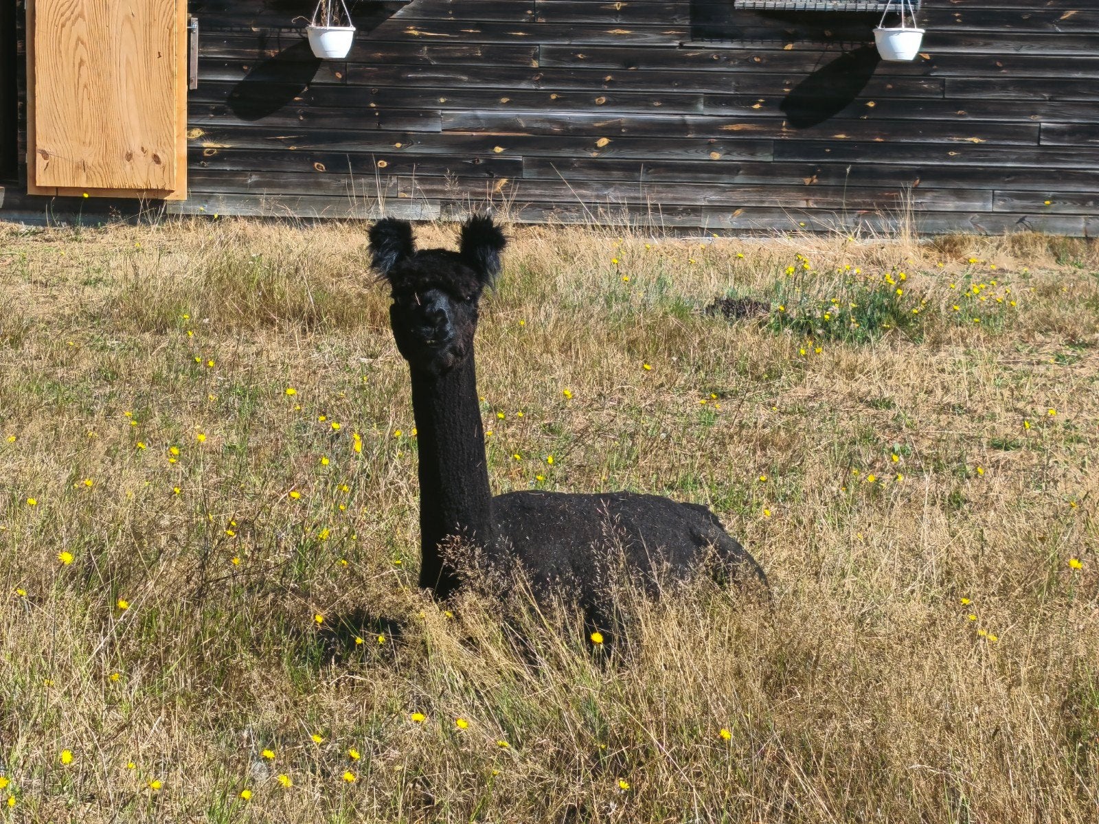 alpaca hengst, Dieren en Toebehoren, Oktober, Mannelijk
