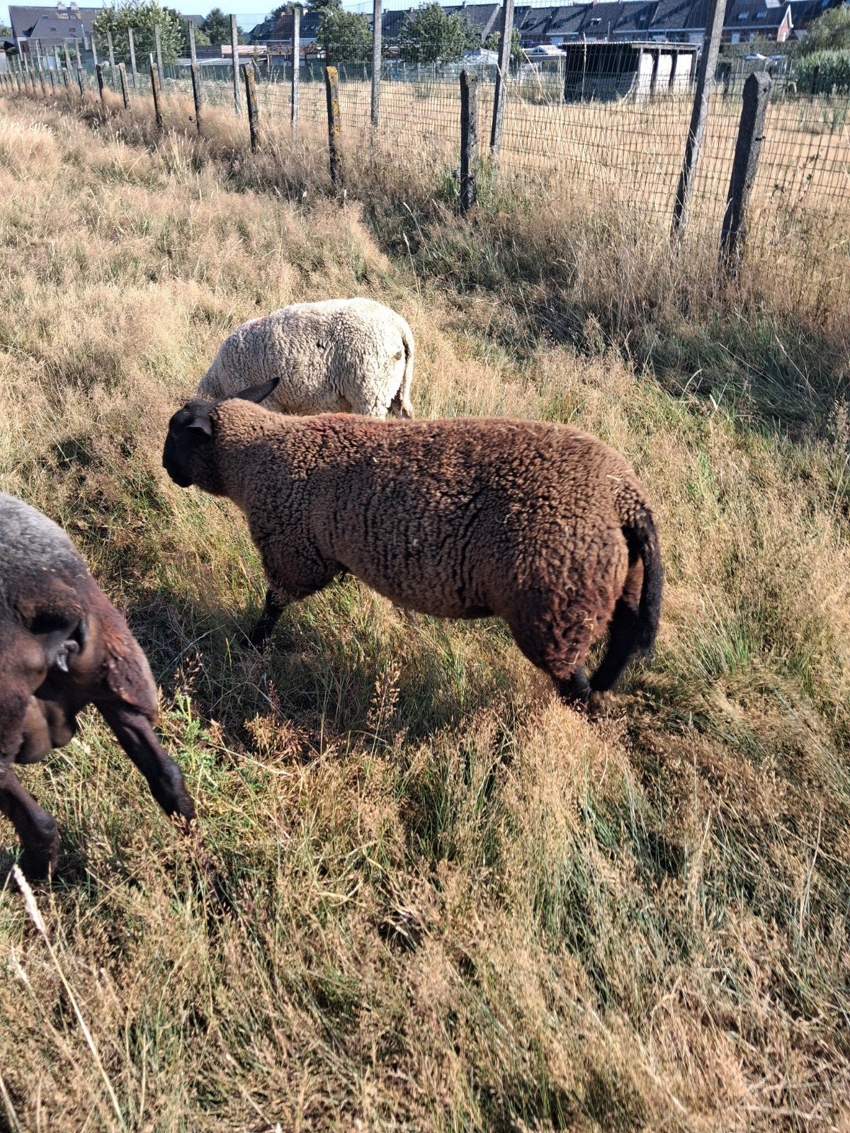 Ramlammeren, Animaux & Accessoires, Moutons, Chèvres & Cochons, Mâle, Mouton, 0 à 2 ans