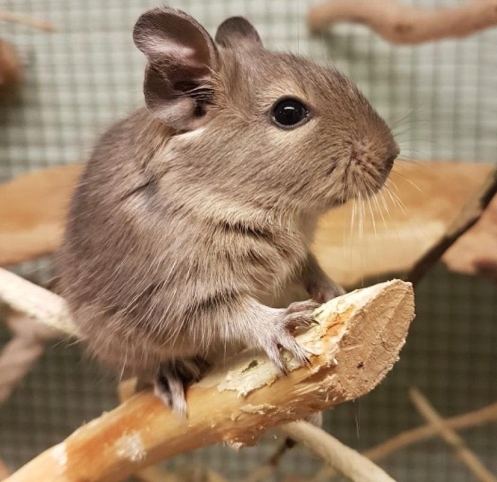 Opzoek naar 2 degoe vrouwelijke baby’s, Dieren en Toebehoren, Knaagdieren, Augustus, Vrouwelijk, Overige typen, Tam