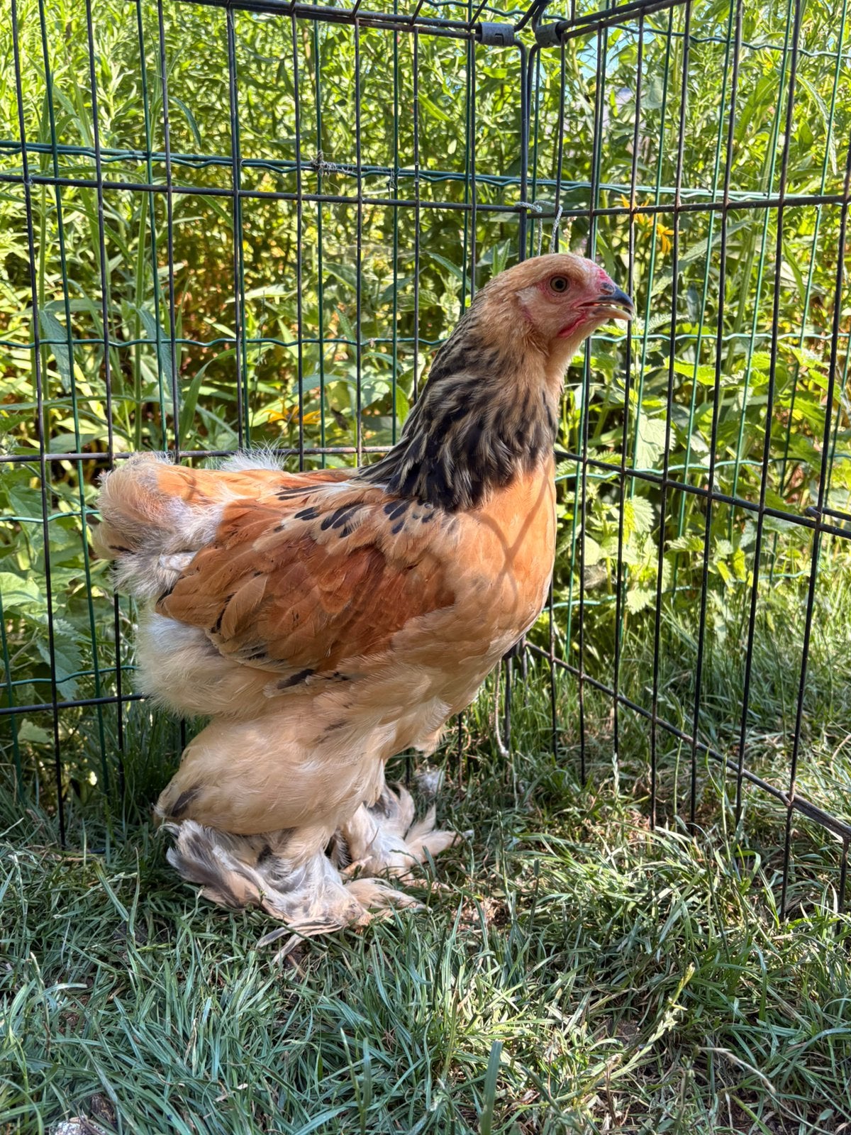 Raszuivere Buff Columbia Brahma haan te koop, Dieren en Toebehoren