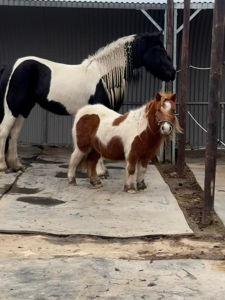 Halve stal gezocht, Dieren en Toebehoren, Paarden