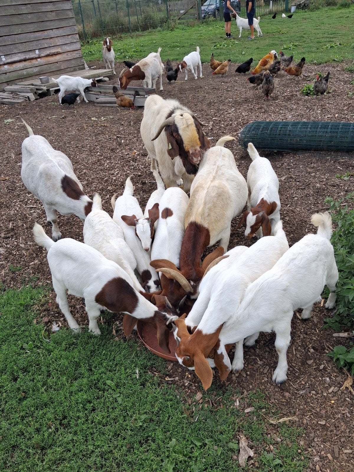 boergeiten,boerbok,boergeit,jonge boergeiten