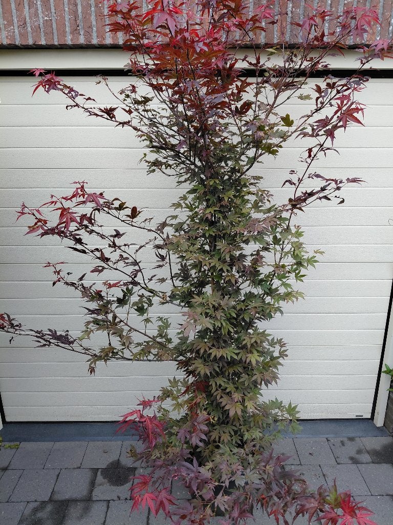 Acer Atropurpureum, Tuin en Terras, Ophalen, Halfschaduw