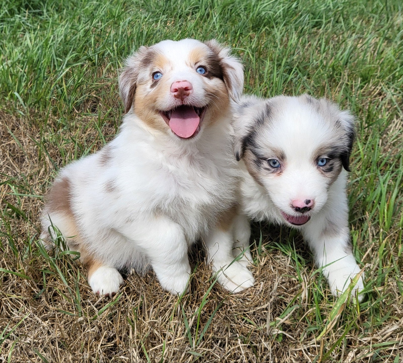 Chiot berger australien/Berger australien/Chiot Aussi, Maladie de Carré (chiens), Plusieurs, Belgique, Berger
