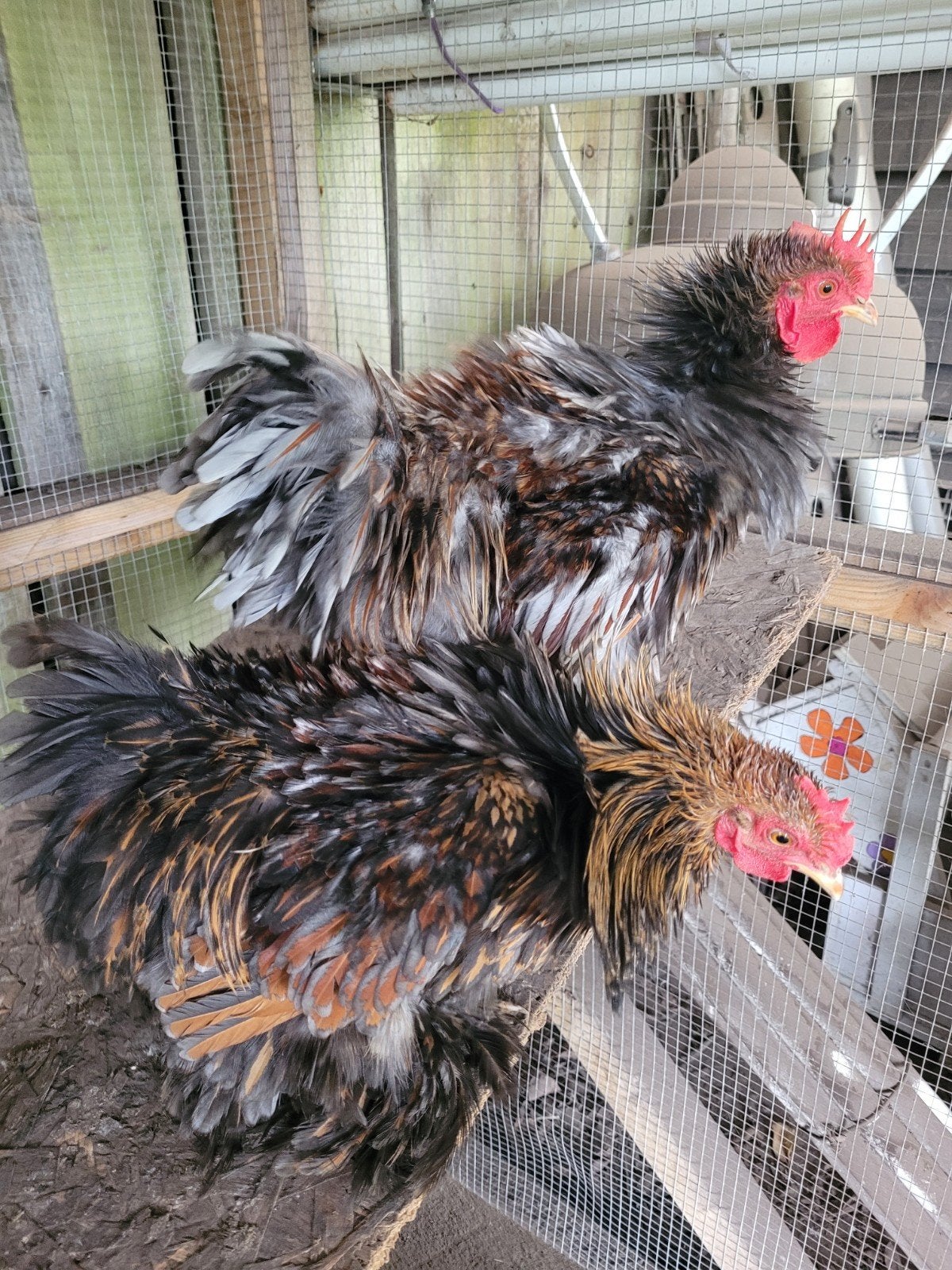 Cochin kriel krulveer hanen, Animaux & Accessoires, Mâle, Poule ou poulet