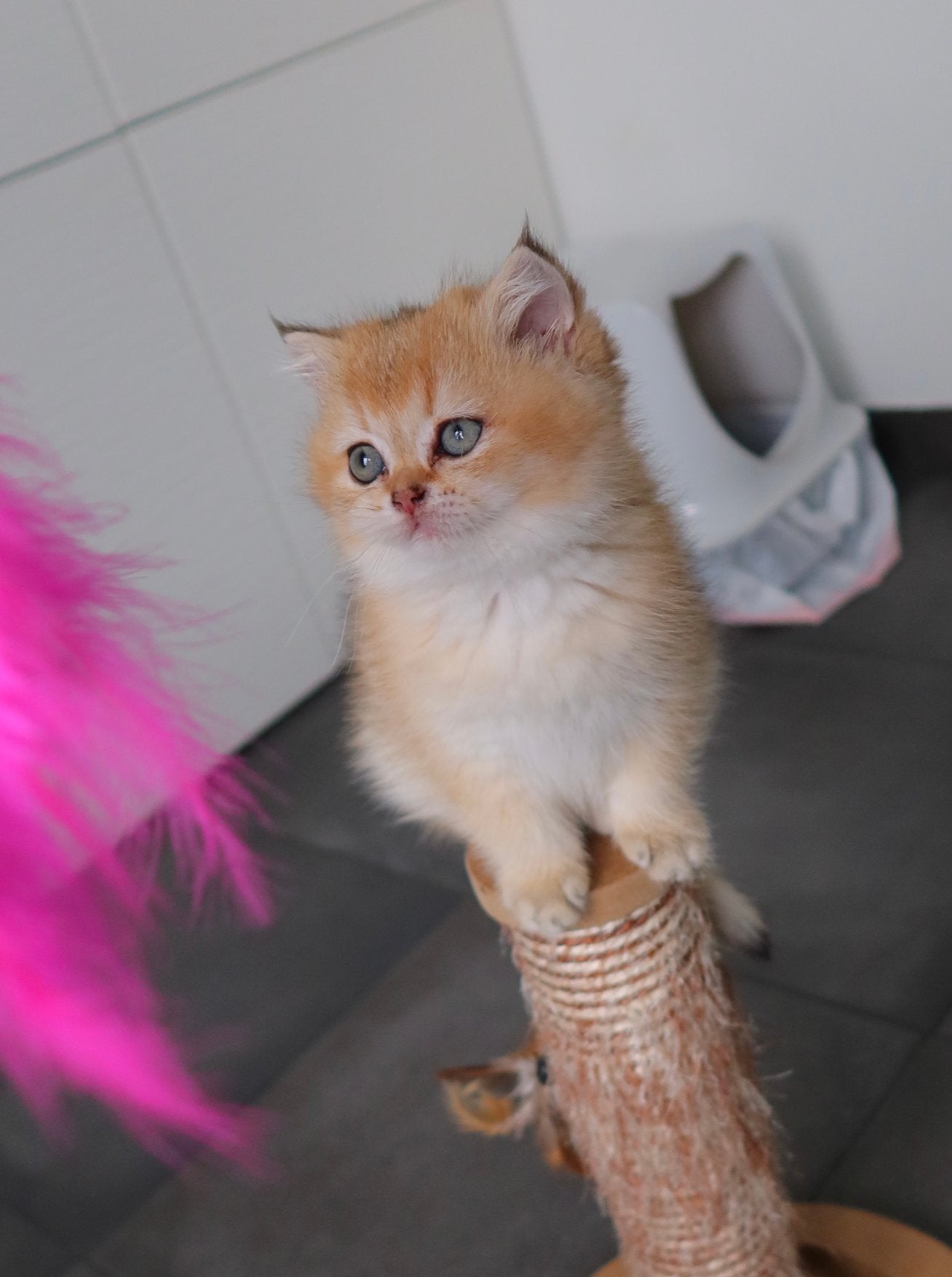 Britse korthaar golden shaded, Poes, Gechipt, 0 tot 2 jaar
