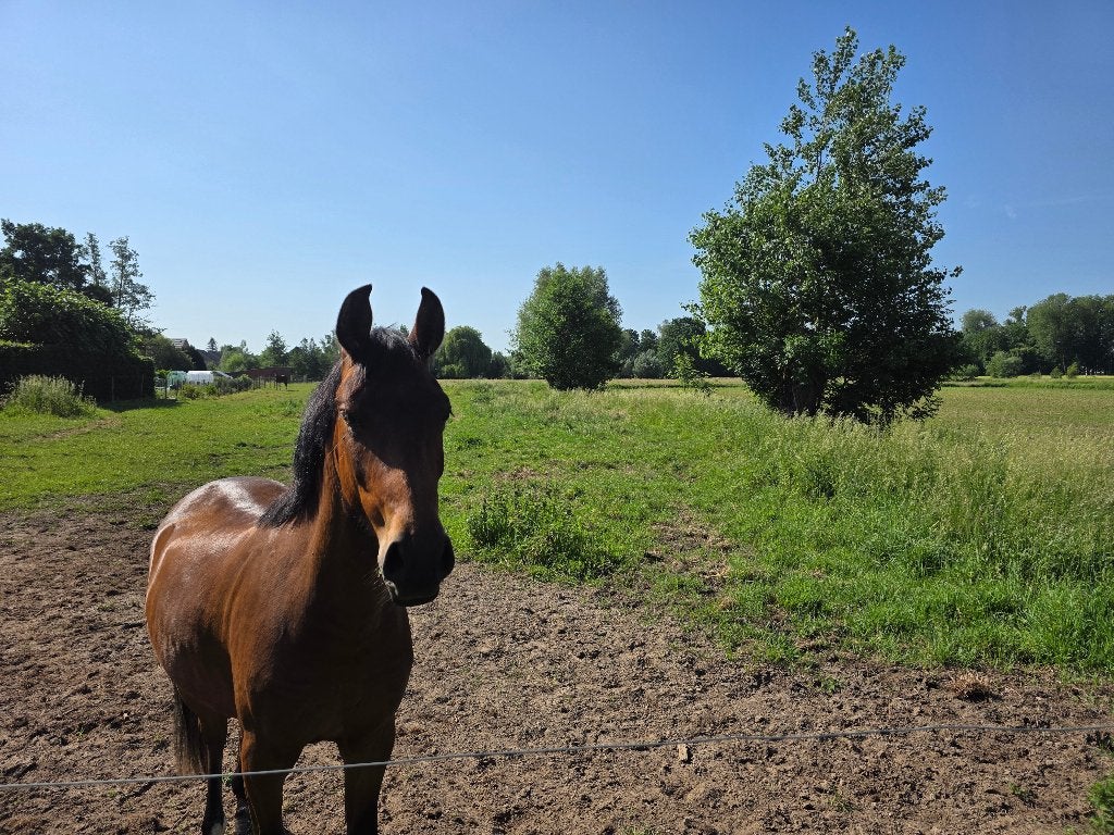 Landbouwgrond in residentiële wijk van Nieuwkerken-Waas, Sint-Niklaas, Verkoop zonder makelaar, 1500 m² of meer
