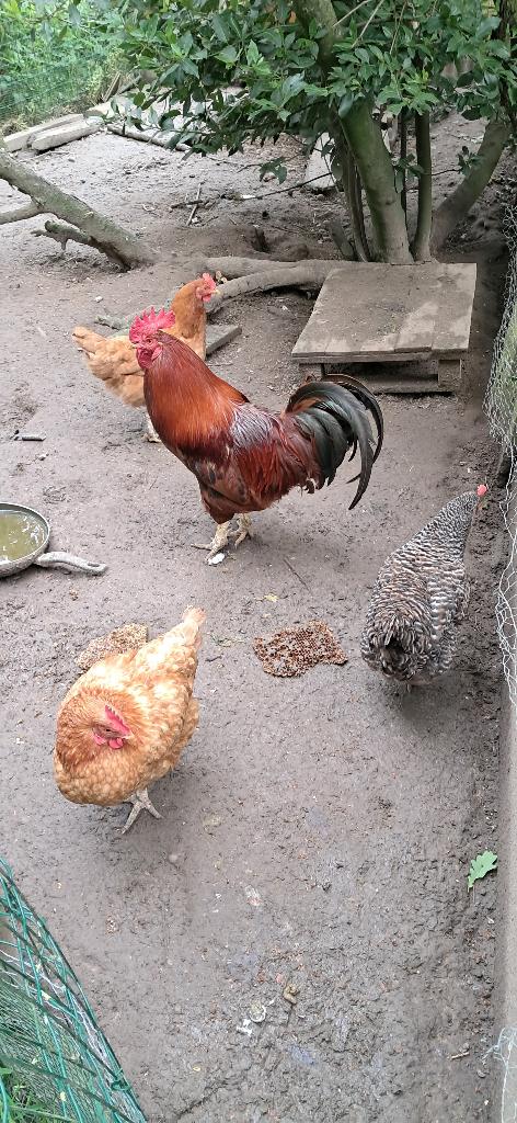 Legkippen te koop, Dieren en Toebehoren, Vrouwelijk, Kip